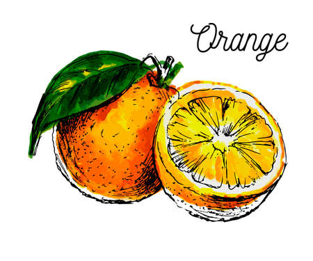 Hand drawn watercolor painting on white background. Vector illustration of fruit orangeのイラスト素材