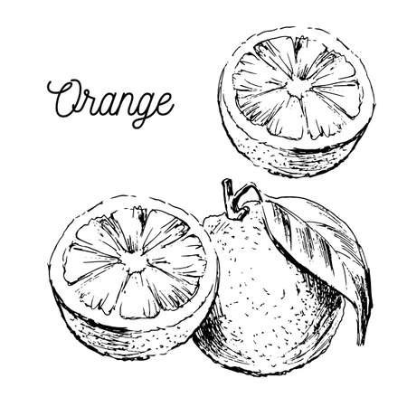 Hand drawn watercolor painting on white background. Vector illustration of fruit orangeのイラスト素材