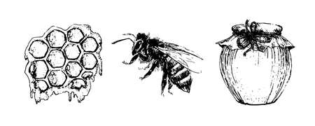Vector honey set. Vintage hand drawn illustration. Engraved organic foodのイラスト素材