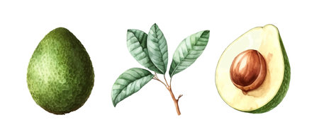 watercolor style of Avocado on white background. Vector illustration of Avocadoのイラスト素材