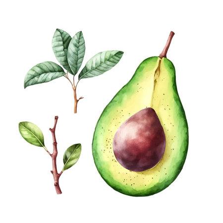 Avocado. Hand drawn watercolor painting. Vector illustration.のイラスト素材