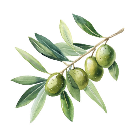 Watercolor olive illustration vector oil healthy foodのイラスト素材