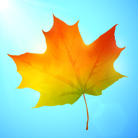 Golden autumn bright realistic vector leaf in a blue skyのイラスト素材