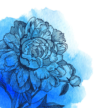 Ink drawn vector peony at blue watercolor backgroundのイラスト素材