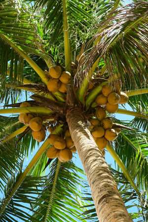 Green tropical coconut palm tree with orange coconutsの写真素材