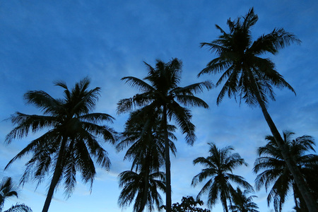 Evening tropical sky with dark palms silhouettesの写真素材