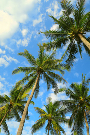 Bottom view of palm trees forest at blue sky backgroundの写真素材