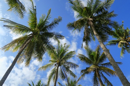 Bottom view of palm trees forest at blue sky backgroundの写真素材
