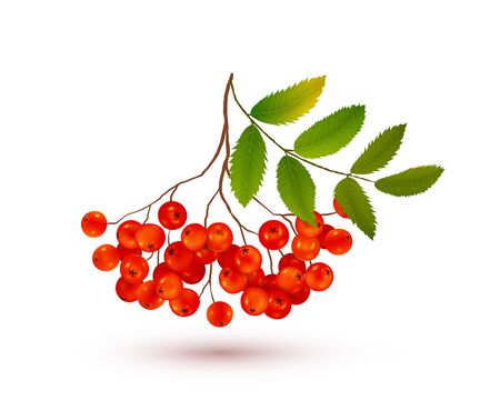 Red ripe rowan berries bunch with green leaves and shadow, vector realistic illustration on white backgroundのイラスト素材