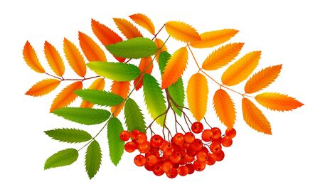 Bunch of red ripe rowan berries with green and orange autumn leaves, realistic vector illustration isolated on white backgroundのイラスト素材