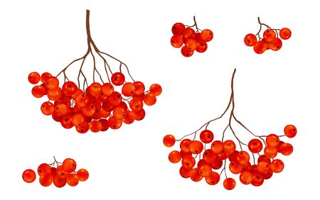 Red ripe rowan berries bunches set, vector realistic illustration isolated on white backgroundのイラスト素材