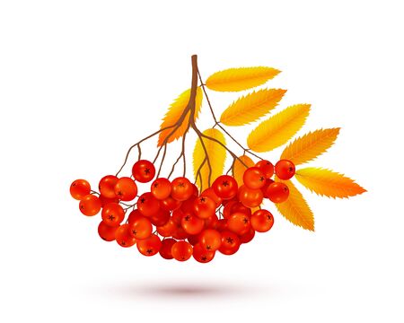 Red rowan berries bunch with orange autumn leaves, vector realistic illustration isolated on white backgroundのイラスト素材