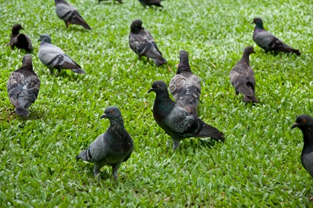group pigeon on green grassの写真素材