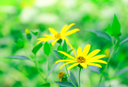 Two yellow cosmos is yellow petals be cheerful revealing pollen inside makes feel fresh and...