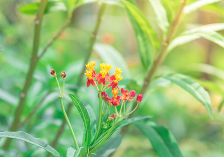 Asclepias curassavica is plant in the family Apocynaceae is herbaceous plant. Green leaves  Red-orange flower bouquet of flowers, petiole bouquet.の写真素材
