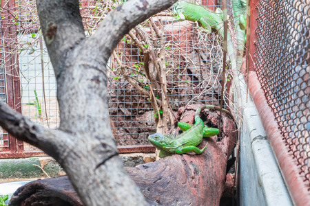 Green lizard Iguana in the cage there are branches and log for climb.の写真素材