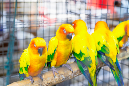 Conure Parrot has a scientific name is Aratinga. Sleep on a log in a cage. Close up view.