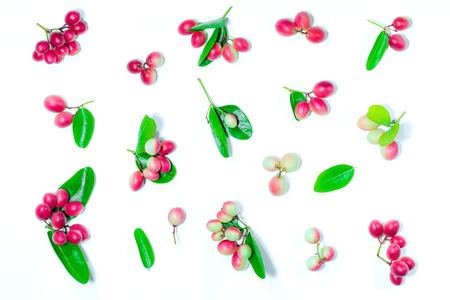 Carissa carandas l. or Bengal-Currants red and green leaves on white ground. Flat lay.