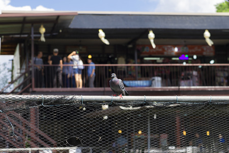 A pigeon clutch on iron rail with people in the market place.のeditorial素材