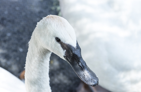 Swan Cygnus cygnus black beak adult with white feather. Is the same type of Cygnus buccinator. Close up view.の写真素材