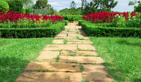 Walkway made of stone and red Celosia flowers bloom in the garden.の写真素材