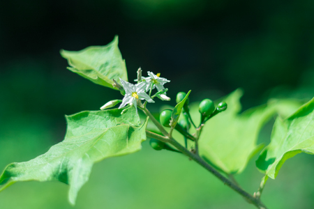 Close up view of Solanum torvum Sw. or Turkey berry white flower and yellow pollen blossom.の写真素材