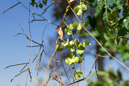 Close up view. The fruit of ivy is shaped jagged edge. Available in rural of Thailand.