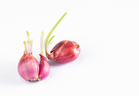 Close up view and copy space. Red Onion there are germinating isolated on white floor.の写真素材