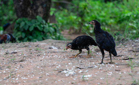Two chicken eating grains of rice that is scattered on the groundの写真素材