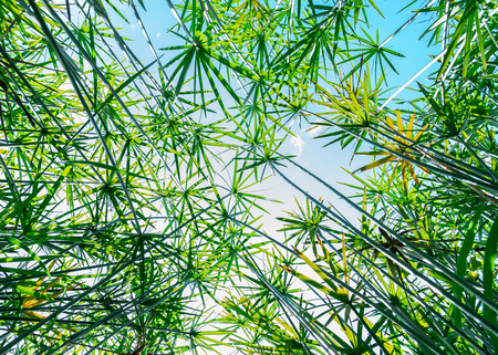 Ant view of Umbrella Plant during the daytime with shade.の写真素材