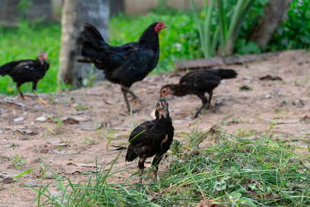 Shade and copy space of chick is pecking rice kernels on the floor in the countryside of Thailand.の写真素材