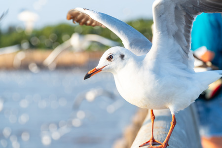 Copy space and close up view of Seagulls stand perched on a concrete fence. There are blur people...