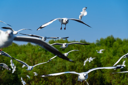 Several seagulls spread wings to fly beautifully along the coast.の写真素材