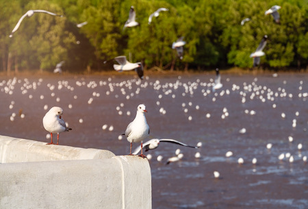 Copy space of Seagulls stand perched on concrete fence. There are mangrove forest in background. During the sunset.の写真素材