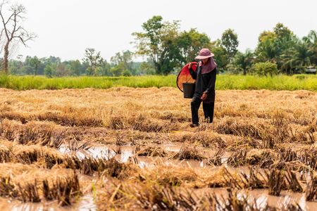 People are looking to catch fish. In the rice field after harvesting. In rural of Thailand.の写真素材