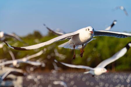 Several seagulls spread wings to fly beautifully along the coast. During the evening.の写真素材