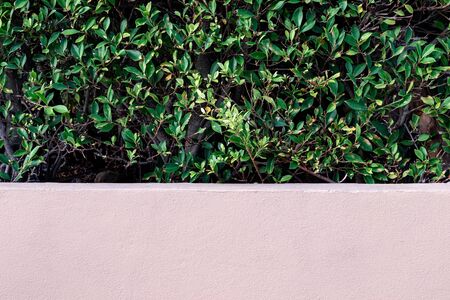 Ficus annulata. Shade of Ornamental plants grew massively in concrete pots.