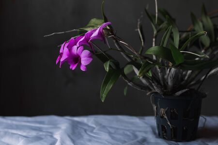 Low light view and copy space. Dendrobium Pompadour. Fresh purple orchids in pots placed on the table with white cloth.の写真素材