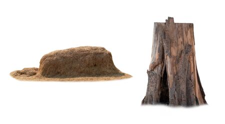 Pile of rice straw that has been harvested and large dry dead stump that hew. Isolated on white...
