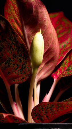 Aglaonema sp. or Chinese Evergreen. Low light view and vertical. Ornamental plant pot are red leaves...