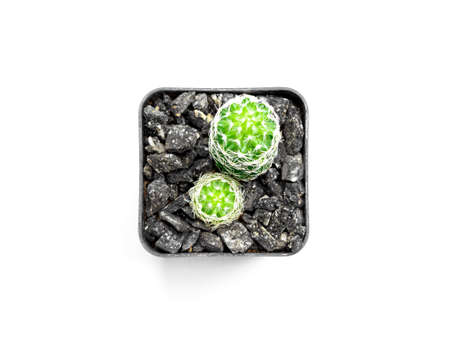 Mammillaria elongata. Close up and top view in pot. Which is ornamental plant that is gaining...