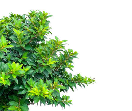 Part of the picture. Ficus annulata or Banyan tree. Fresh branches and leaves isolated on white background.の写真素材