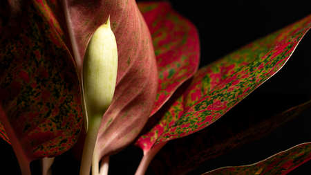 Aglaonema sp. Low light view and copy space. Ornamental plant pot are red leaves and beautiful...