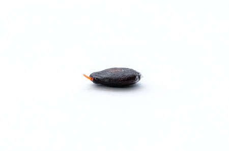 Close up view. Watermelon seed a small taproot and a thin white membrane on the seed surface. Isolated on white floor.の写真素材