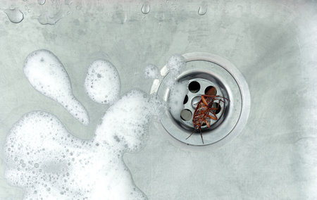 Top view. The dead cockroaches were in the sink sewer hole with foam.