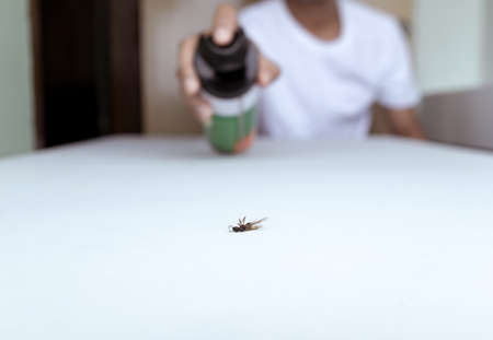 Close up view. People killing bug with spraying of insecticide spray can. The flying ant died on white floor.の写真素材
