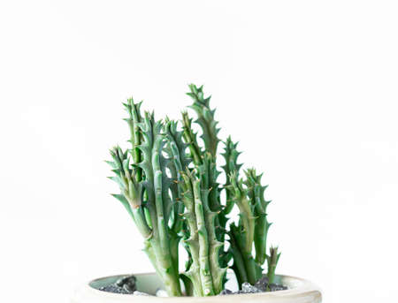 Orbea Commutata or Huernia. Which is ornamental plant that is gaining popularity for decoration in garden. Including the workplace in office. Isolated on white background.の写真素材