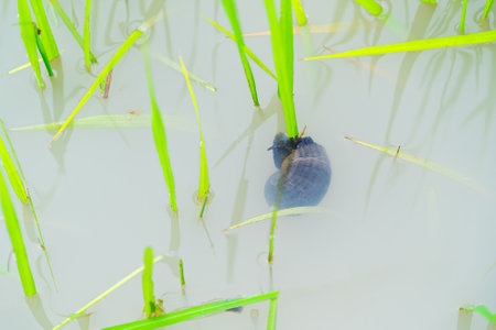 Pomacea canaliculata Lamarck or Golden apple snail clinging to young leaves of the rice plant to eat leaves. After downpour and higher floods.の写真素材