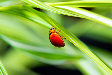 Close up view of Micraspis discolor (Fabricius). Beautiful orange tiny insect it is hanging on a leaf of grass.の写真素材