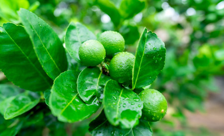 Close up view of Citrus aurantifolia Swingle. Mexica lime or West Indian lime raw fruits are hanging on the branches. After it rains until it gets wet and dew.の写真素材